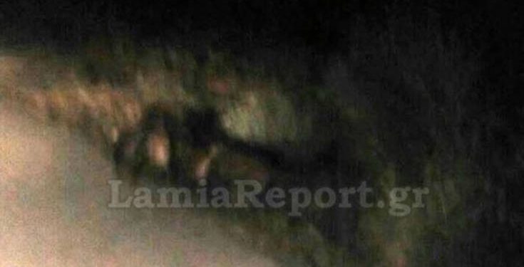 Φθιώτιδα: Κοπάδι αγριογούρουνων προκάλεσε τροχαίο