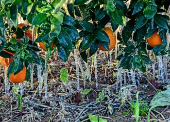 Στα λευκά πολλές περιοχές της χώρας – Το φαινόμενο της παγωμένης βροχής που χτυπάει την Βόρεια Ελλάδα