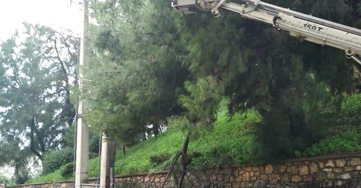 ΠΥΡΓΟΣ: Πτώση δένδρου στο επαρχείο και υλικές ζημιές σε όχημα