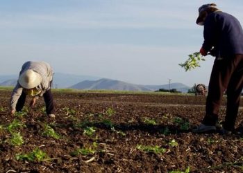 ΠΕΡΙΦΕΡΕΙΑ ΔΥΤΙΚΗΣ ΕΛΛΑΔΑΣ: Ξεκινά η καταβολή 3,5 εκατ ευρώ σε 364 δικαιούχους παραγωγούς στο πλαίσιο του Υπομέτρου 6.3 «Ανάπτυξη Μικρών Γεωργικών Εκμεταλλεύσεων»
