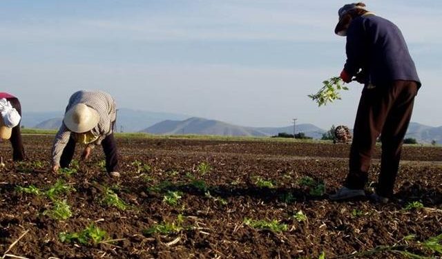 ΠΕΡΙΦΕΡΕΙΑ ΔΥΤΙΚΗΣ ΕΛΛΑΔΑΣ: Ξεκινά η καταβολή 3,5 εκατ ευρώ σε 364 δικαιούχους παραγωγούς στο πλαίσιο του Υπομέτρου 6.3 «Ανάπτυξη Μικρών Γεωργικών Εκμεταλλεύσεων»