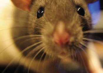 Αρουραιόπληκτη κηρύχθηκε η Περιφερειακή Ενότητα Λάρισας