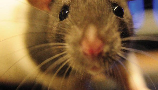 Αρουραιόπληκτη κηρύχθηκε η Περιφερειακή Ενότητα Λάρισας