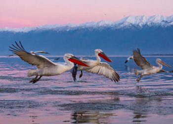 Υπέροχες χειμωνιάτικες εικόνες σε λίμνες της Ελλάδας – Newsbeast