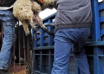 ΛΕΧΑΙΝΑ: Σύλληψη για ζωοκλοπή