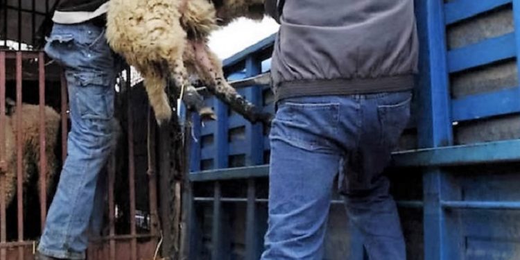ΛΕΧΑΙΝΑ: Σύλληψη για ζωοκλοπή