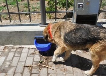 ΠΥΡΓΟΣ: Παρείχε δηλητηριασμένη τροφή σε σκύλους
