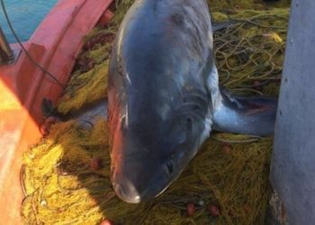 Ψαράς έπιασε καρχαρία τεσσάρων μέτρων και 100 κιλών στο Βόλο – Newsbeast