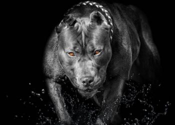 Επίθεση πίτμπουλ σε 11χρονο: «Τέσσερις προσπαθούσαν να το τραβήξουν από πάνω μου»