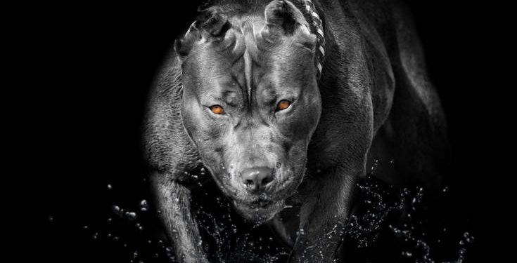 Επίθεση πίτμπουλ σε 11χρονο: «Τέσσερις προσπαθούσαν να το τραβήξουν από πάνω μου»