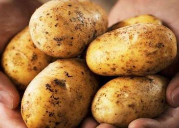 Μεγάλη επιχείρηση σε πέντε συσκευαστήρια πατάτας σε Αττική και Βοιωτία