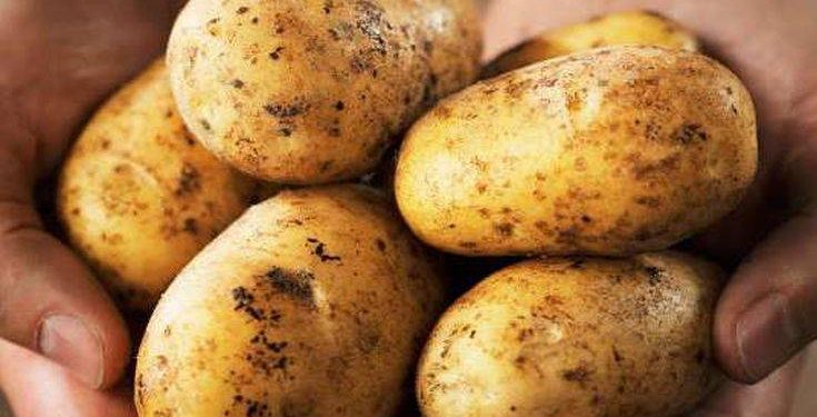 Μεγάλη επιχείρηση σε πέντε συσκευαστήρια πατάτας σε Αττική και Βοιωτία