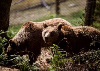 Ξύπνησαν οι αρκούδες στο Νυμφαίο της Φλώρινας