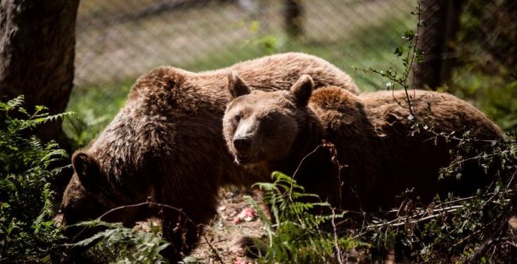 Ξύπνησαν οι αρκούδες στο Νυμφαίο της Φλώρινας