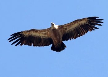 Έντεκα δηλητηριασμένοι προστατευμένοι γύπες στο φαράγγι της Κλεισούρας