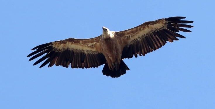 Έντεκα δηλητηριασμένοι προστατευμένοι γύπες στο φαράγγι της Κλεισούρας