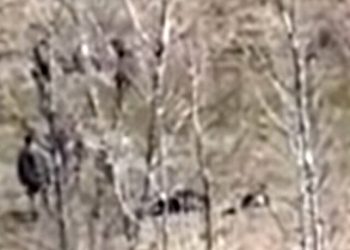 Τούρκοι στρατιώτες ξυλοκοπούν μετανάστες στον Έβρο και τους σπρώχνουν προς την Ελλάδα