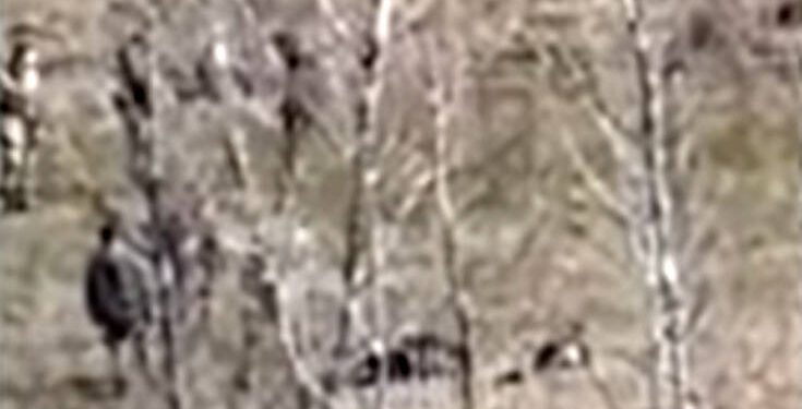 Τούρκοι στρατιώτες ξυλοκοπούν μετανάστες στον Έβρο και τους σπρώχνουν προς την Ελλάδα