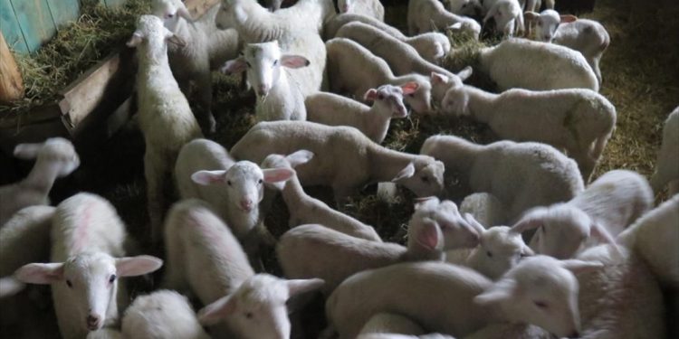 Ένταξη στα μέτρα στήριξης ζητούν οι κτηνοτρόφοι
