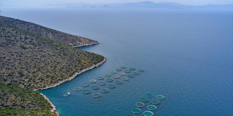 Ιχθυοκαλλιέργειες: Αύξηση παραγωγής, στο 80% οι εξαγωγές τσιπούρας-λαβρακιού