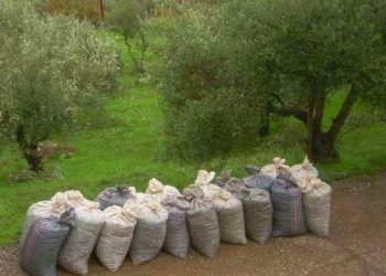 ΗΛΕΙΑ: Εξαρθρώθηκε συμμορία που ενέχεται σε κλοπές σε βάρος πολιτών που απασχολούνταν με την συγκομιδή ελαιοκάρπου