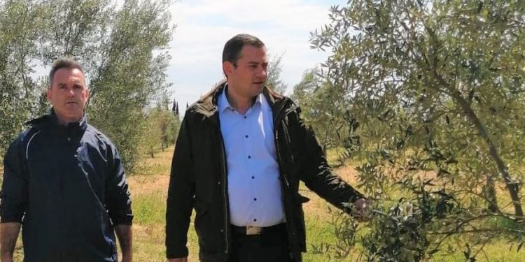 ΘΟΔΩΡΗΣ ΒΑΣΙΛΟΠΟΥΛΟΣ: “Η Περιφέρεια Δυτικής Ελλάδας θα προασπίσει τα συμφέροντα για τις ελιές καλαμών…”