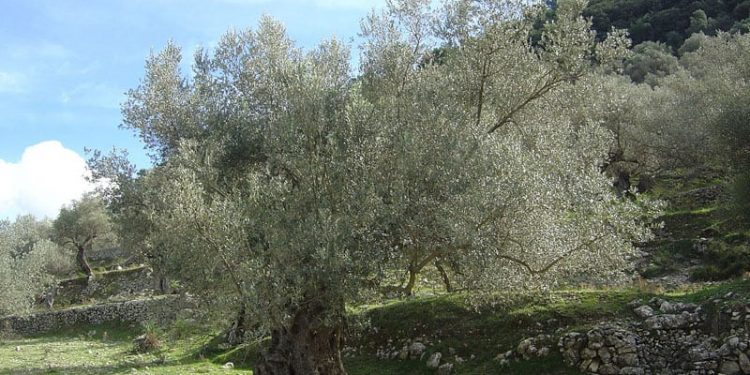Π.Ε ΗΛΕΙΑΣ: Τεχνικό δελτίο διαχείρισης φυτοπροστασίας ελιάς κατά την εαρινή περίοδο