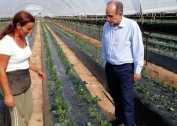 ΑΠΟΣΤΟΛΟΣ ΚΑΤΣΙΦΑΡΑΣ: Ολοκληρωμένες προτάσεις για τη στήριξη του πρωτογενή τομέα