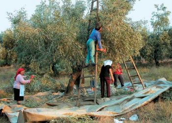 Ανάστατοι οι ελαιοπαραγωγοί Κολυρίου από την ζημιά στο λάδι