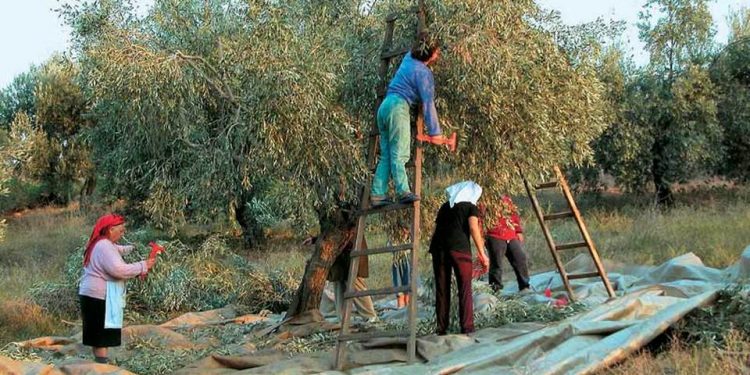 Ανάστατοι οι ελαιοπαραγωγοί Κολυρίου από την ζημιά στο λάδι