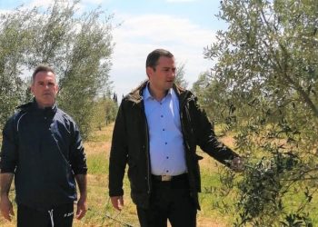 Θ.ΒΑΣΙΛΟΠΟΥΛΟΣ: “Χαθήκαμε εάν χάσουμε και φέτος την ελαιοπαραγωγή μας… Βρείτε λύση!”