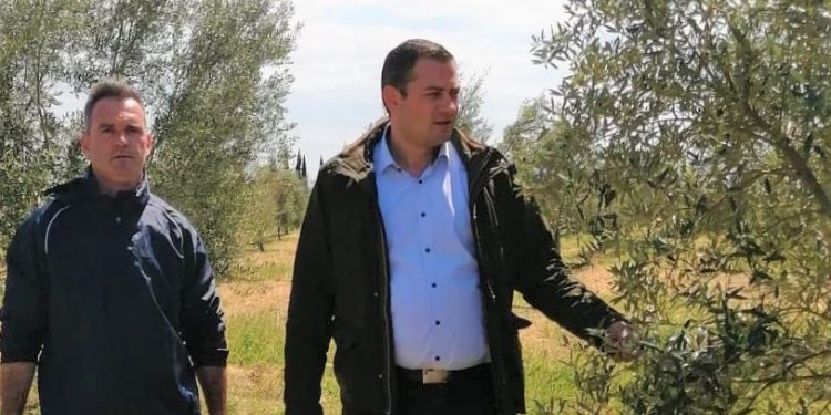 Θ.ΒΑΣΙΛΟΠΟΥΛΟΣ: “Χαθήκαμε εάν χάσουμε και φέτος την ελαιοπαραγωγή μας… Βρείτε λύση!”