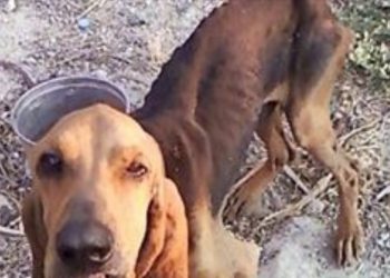Σχηματισμός δικογραφίας για παράβαση του νόμου περί προστασίας ζώων συντροφιά