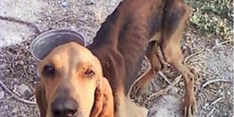 Σχηματισμός δικογραφίας για παράβαση του νόμου περί προστασίας ζώων συντροφιά
