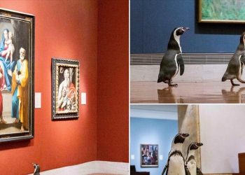 «Φιλότεχνοι» πιγκουίνοι επισκέπτονται το Nelson Atkins Museum of Art