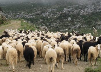 Εξιχνίαση ζωοκλοπής στο Δήμο Πηνειού