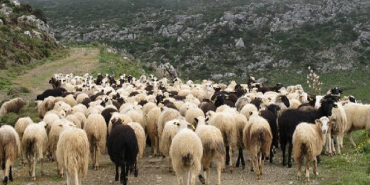 Εξιχνίαση ζωοκλοπής στο Δήμο Πηνειού