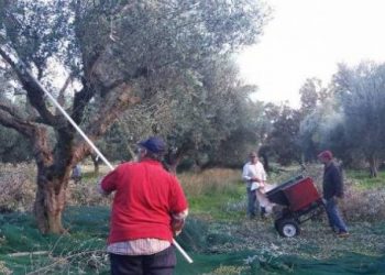ΑΓΡΟΤΙΚΟΣ ΣΥΛΛΟΓΟΣ ΖΑΧΑΡΩΣ: Διαμαρτυρία προς τον ΕΛΓΑ για τις ζημιές στην ελαιοπαραγωγή