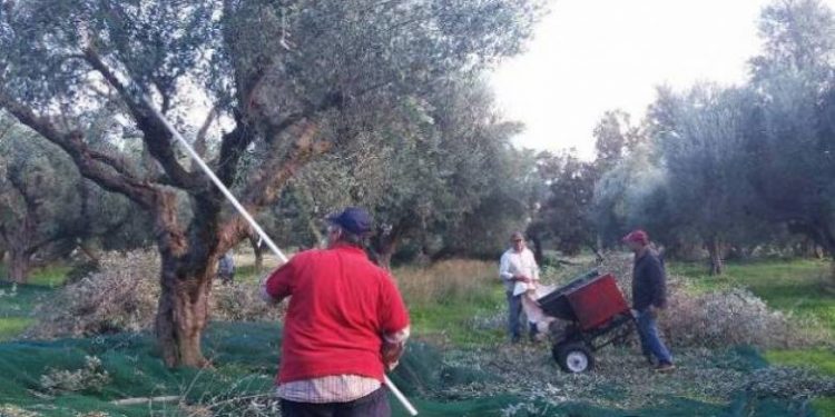 ΑΓΡΟΤΙΚΟΣ ΣΥΛΛΟΓΟΣ ΖΑΧΑΡΩΣ: Διαμαρτυρία προς τον ΕΛΓΑ για τις ζημιές στην ελαιοπαραγωγή