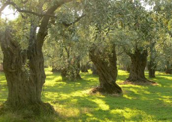 ΟΙΚΟΛΟΓΟΙ ΠΡΑΣΙΝΟΙ: Η ελαιοκαλλιέργεια εκπέμπει SOS