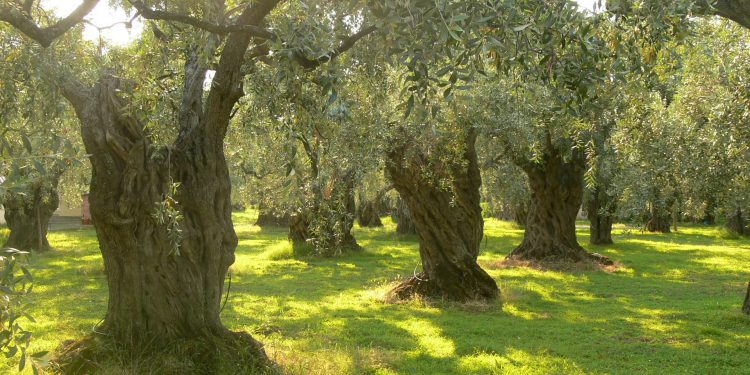 ΟΙΚΟΛΟΓΟΙ ΠΡΑΣΙΝΟΙ: Η ελαιοκαλλιέργεια εκπέμπει SOS