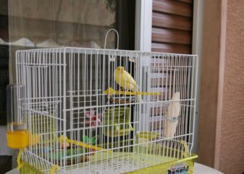 ΠΥΡΓΟΣ: Αφαίρεσαν καναρίνι από κλουβί