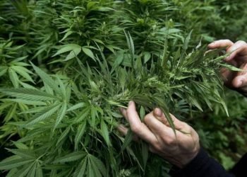Σχηματισμός δικογραφίας σε βάρος αγνώστων δραστών για καλλιέργεια ναρκωτικών