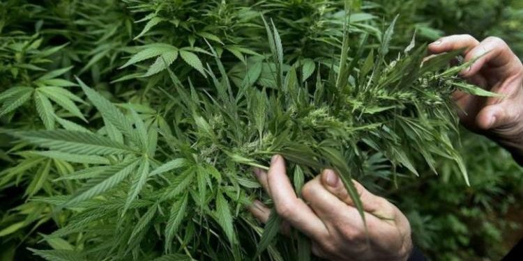 Σχηματισμός δικογραφίας σε βάρος αγνώστων δραστών για καλλιέργεια ναρκωτικών
