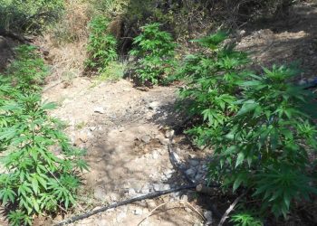Συνελήφθησαν δυο άτομα σε χωριό της Ανδραβίδας για καλλιέργεια και κατοχή ναρκωτικών