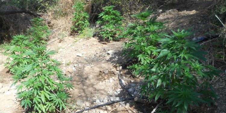 Συνελήφθησαν δυο άτομα σε χωριό της Ανδραβίδας για καλλιέργεια και κατοχή ναρκωτικών