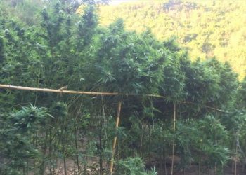 Περίπου 3.500 δενδρύλλια καλλιεργούσαν έμποροι ναρκωτικών στα Ιωάννινα