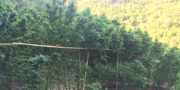 Περίπου 3.500 δενδρύλλια καλλιεργούσαν έμποροι ναρκωτικών στα Ιωάννινα