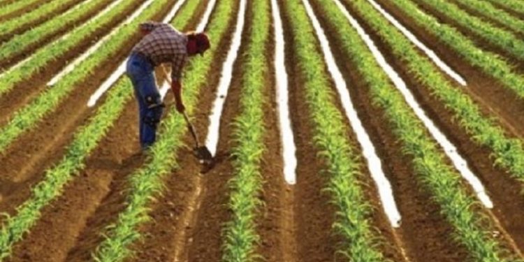 ΠΕΡΙΦΕΡΕΙΑ ΔΥΤΙΚΗΣ ΕΛΛΑΔΑΣ: Χρηματοδοτούνται με 5,2 εκατ. ευρώ 375 δικαιούχοι για την ανάπτυξη μικρών γεωργικών εκμεταλλεύσεων