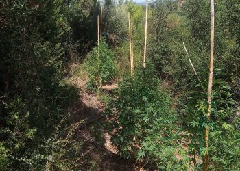Εντοπίστηκε οργανωμένη φυτεία δενδρυλλίων κάνναβης στην Ηλεία